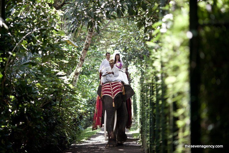 Elephant wedding - image (1).jpg
