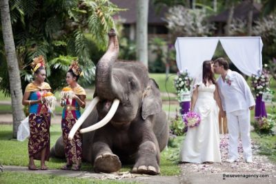 Exotic elephant wedding